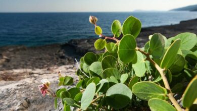 Siciliani rapporto con la Sicilia